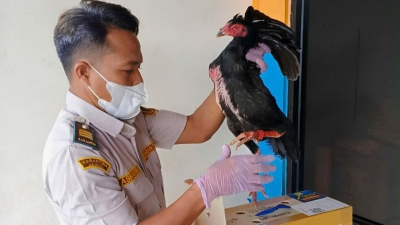 Ayam jenis bangkok yang diawasi Balai Karantina Jambi.