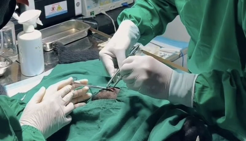 Dokter hewan BKSDA Jambi melakukan tindakan medis mengeluarkan proyektir yang bersarang didalam tubuh Owa Ungko di Tempat Penyelamatan Satwa