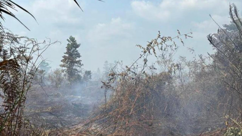 Salah satu lokasi Karhutla di Kabupaten Muaro Jambi