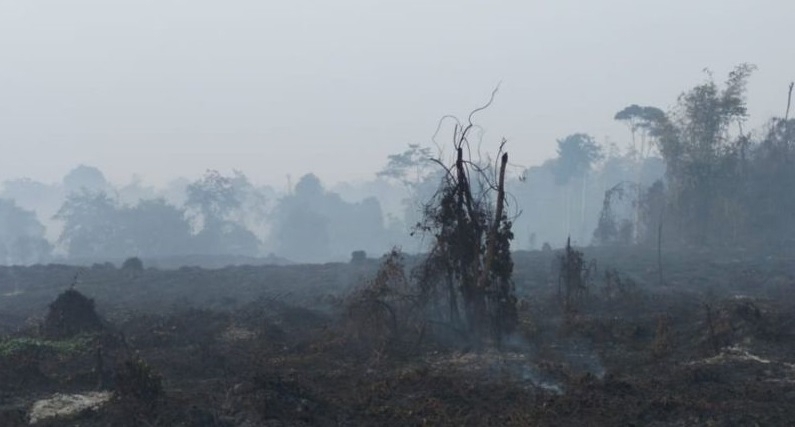 Lokasi karhutla di areal penggunaan lain (APL) Kecamatan Sumay Kabupaten Tebo. 