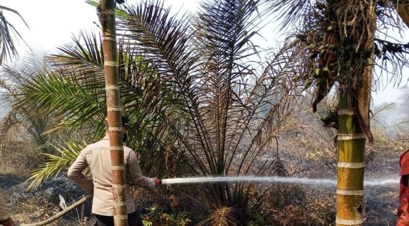 Petugas gabungan tengah mengupayakan pemadam kebakaran lahan kelapa sawit di Kabupaten Tanjung Jabung Timur