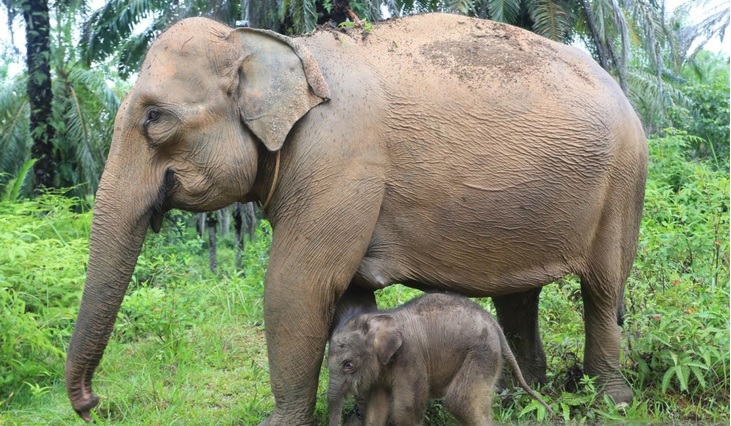 Induk gajah beserta anaknya saat berada disalah satu perkebunan sawit warga.